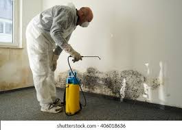 Why You Should Choose Our Mold Remediation Services in Newcastle, CA